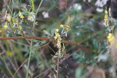 Melilotus officinalis