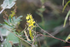 Melilotus officinalis
