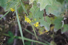 Melilotus officinalis