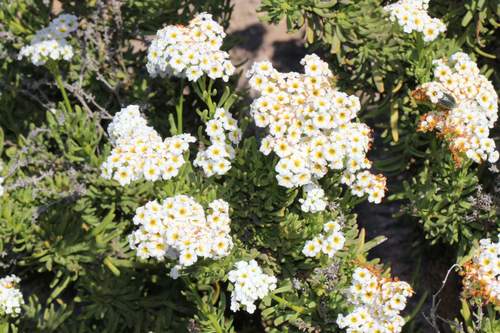 Heliotropium chenopodiaceum (Heliotropium chenopodiaceum)