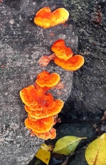 Trametes