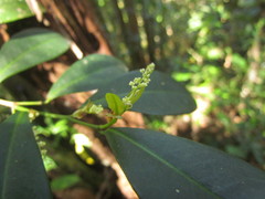 Actinostemon concolor