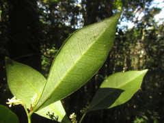 Actinostemon concolor