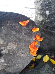 Trametes