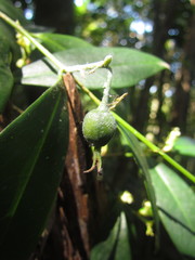 Actinostemon concolor