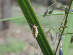 Philobota acropola