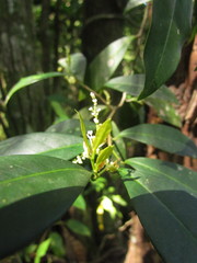 Actinostemon concolor