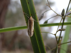 Philobota acropola