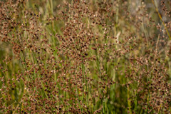 Juncus rugulosus