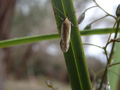 Philobota acropola