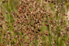 Juncus rugulosus