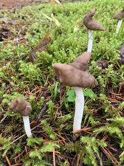 Helvella ephippium