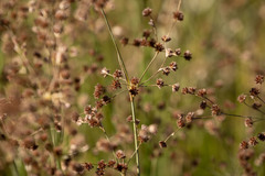 Juncus rugulosus