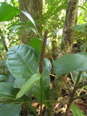 Anthurium loefgrenii