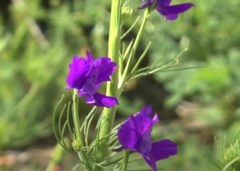 Consolida orientalis