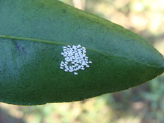 Pinnaspis aspidistrae