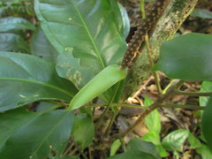 Anthurium loefgrenii