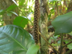 Anthurium loefgrenii