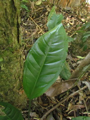 Anthurium loefgrenii