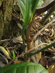 Anthurium loefgrenii