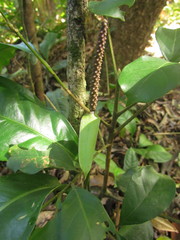 Anthurium loefgrenii