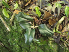 Mesadenella cuspidata