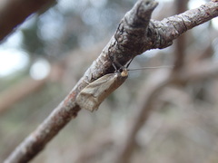 Philobota acropola