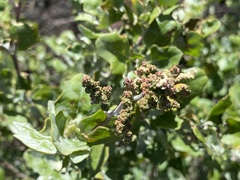 Chenopodium oahuense