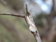 Philobota acropola