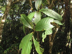 Amaioua guianensis