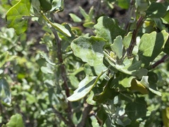 Chenopodium oahuense