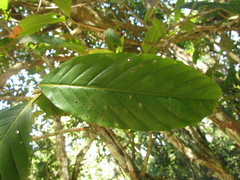 Amaioua guianensis