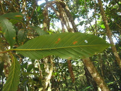 Amaioua guianensis