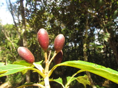 Amaioua guianensis