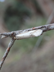 Philobota acropola