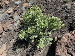 Chenopodium oahuense