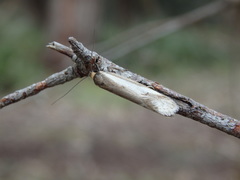 Philobota acropola
