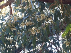 Eucalyptus sieberi
