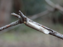 Philobota acropola