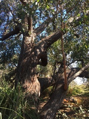 Eucalyptus sieberi