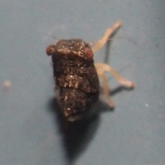 Megophthalminae