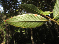 Amaioua guianensis
