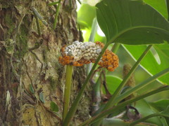 Monstera praetermissa