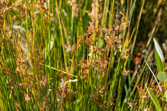 Juncus balticus ater