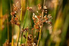 Juncus balticus ater