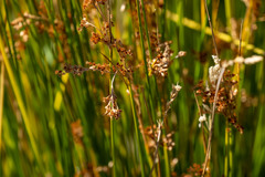 Juncus balticus ater