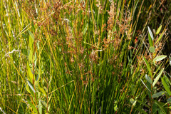 Juncus balticus ater