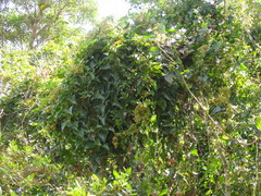 Mikania glomerata