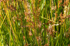 Juncus balticus ater