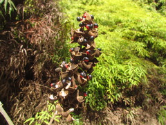 Rhynchosia phaseoloides